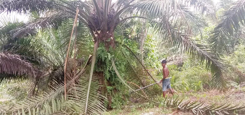 Ilustrasi kebun sawit di Kelurahan Minas Jaya, Kecamatan Minas, Kabupaten Siak.