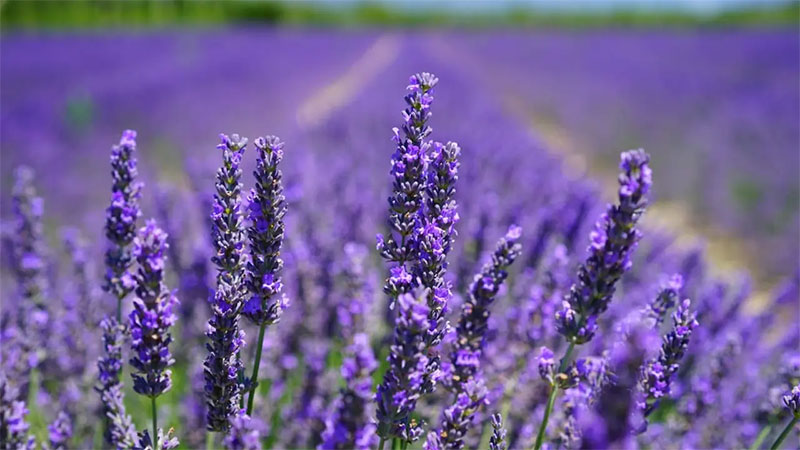 Bunga lavender ampuh mengusir nyamuk.