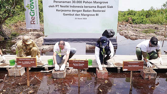 Pihak Nestle Indonesia bersama pemerintah Kabupaten Siak melakukan penanaman pohon mangrove di Desa Rawa Mekar Jaya, Siak, beberapa waktu lalu.