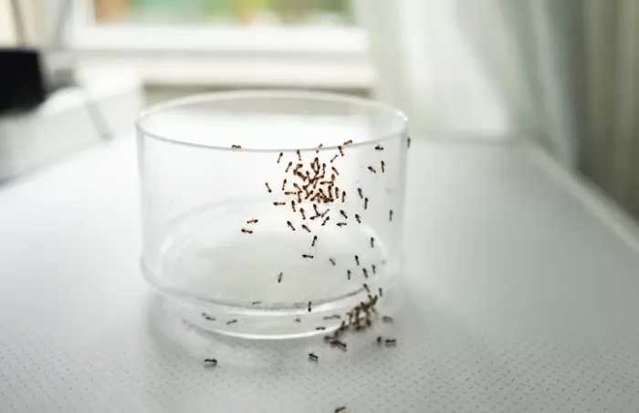 Cara ampuh mengusir semut dari rumah dengan bahan alami.