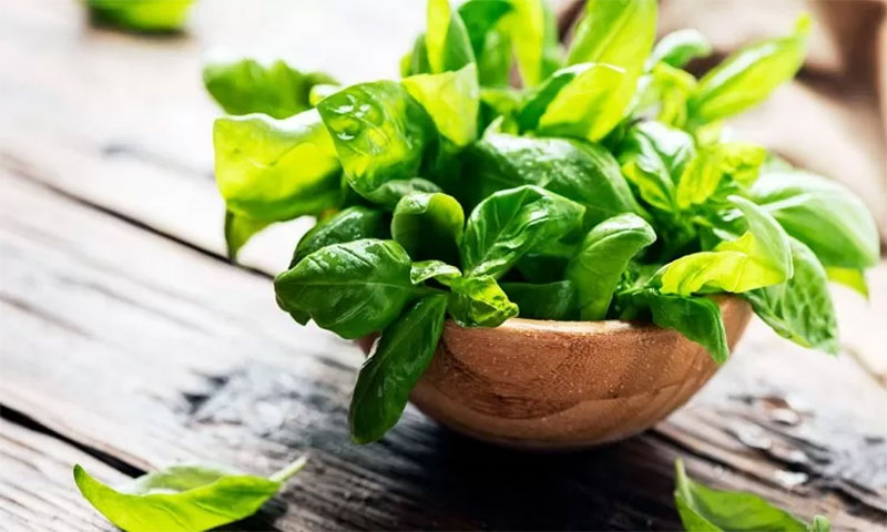 Daun kemangi kaya akan vitamin dan mineral yang bermanfaat bagi tubuh.