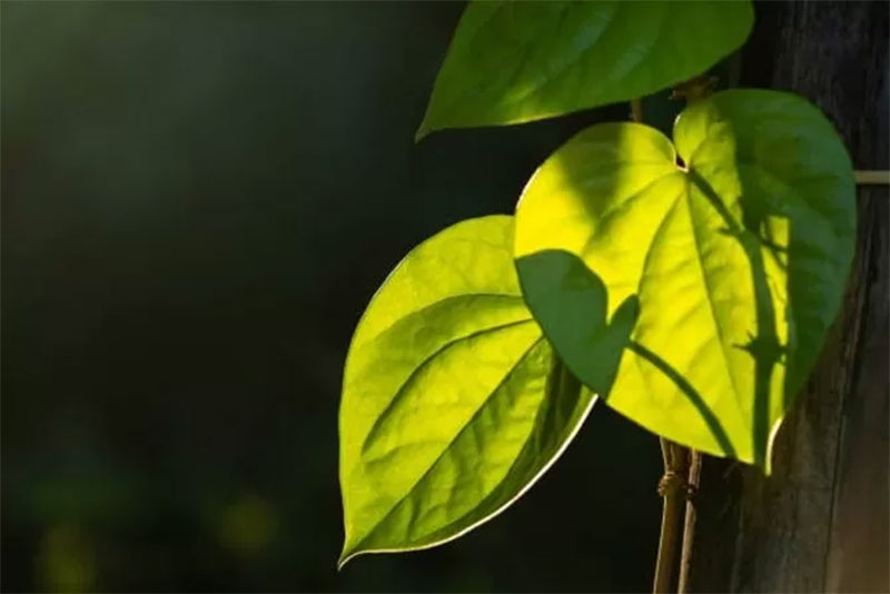 Daun sirih dianggap bisa mengatasi berbagai penyakit.