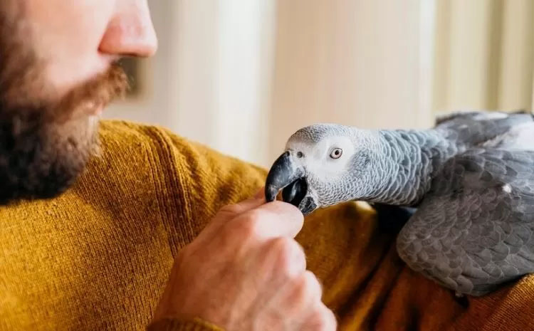 Pria memberikan makanan pada burung peliharaannya.