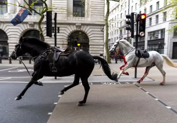 Dua kuda militer terlihat berlari tanpa kendali di jalanan sibuk kota London.