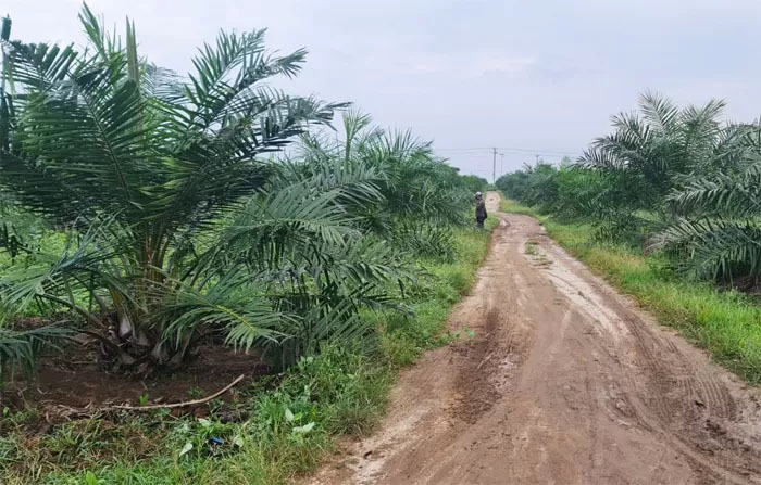 Pengembangan Kebun kelapa sawit.