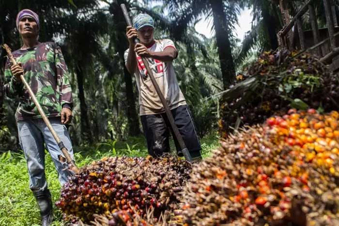 Pekerja menyusun tandan buah segar (TBS) kelapa sawit.