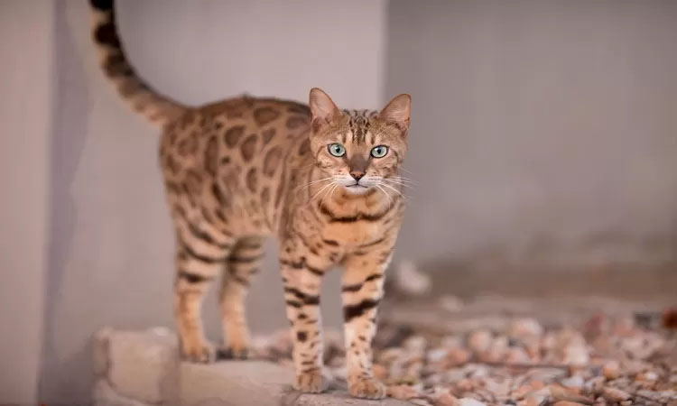 Ilustrasi kucing bengal.