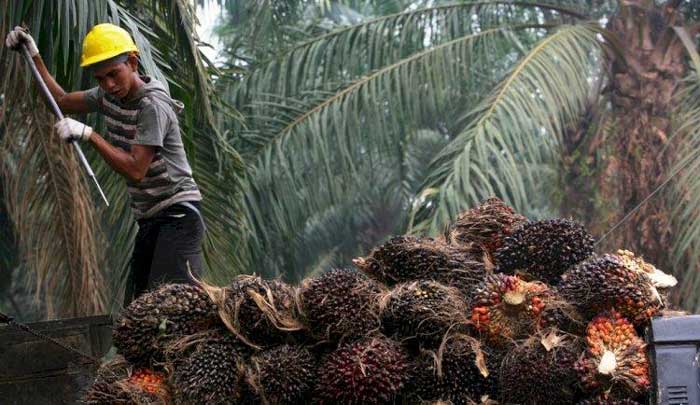 Pekerja mengatur tumpukan kelapa sawit sebelum di bawa ke pabrik.