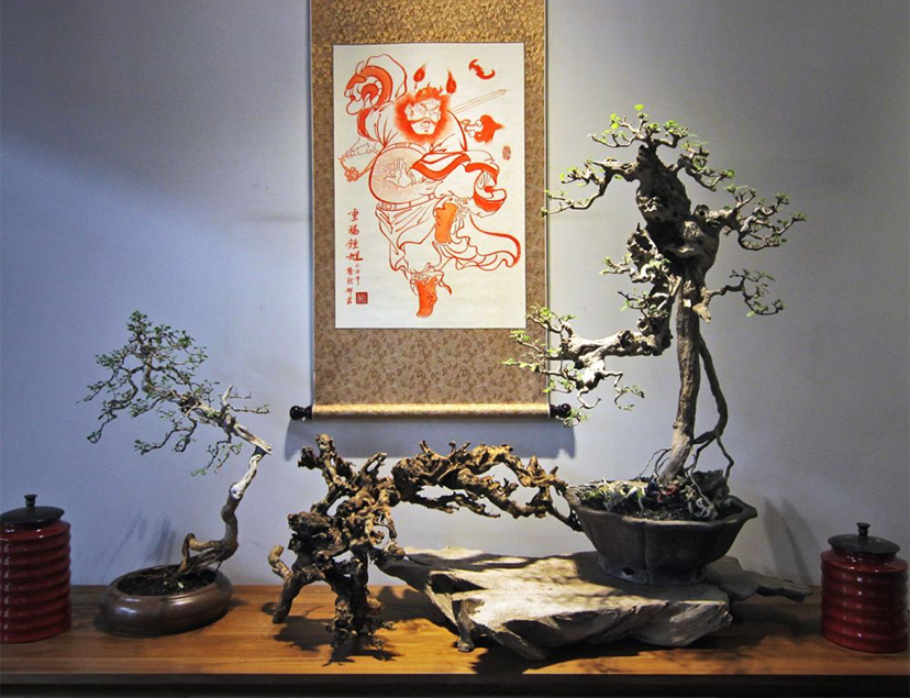 Batang bonsai legundi yang tangguh jadi salah satu fitur kesukaan kolektor. Karena itu, perlu diperhatikan kecukupan unsur hara dan lime sulfur.