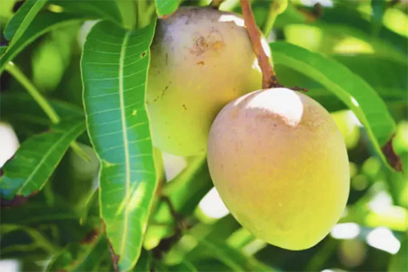 Rebusan daun mangga ternyata bisa bermanfaat bagi penderita diabetes.