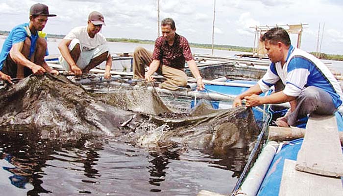 Budidaya ikan di keramba yang dibuat di aliran Sungai Kampar jadi mata pencarian bagi warga setempat. Warga berharap dukungan bibit ikan dari Pemkab.