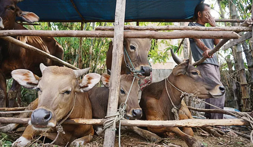 Sapi Kurban
