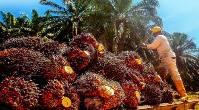 pekerja menyusun tandan buah segar sawit usai dipanen.