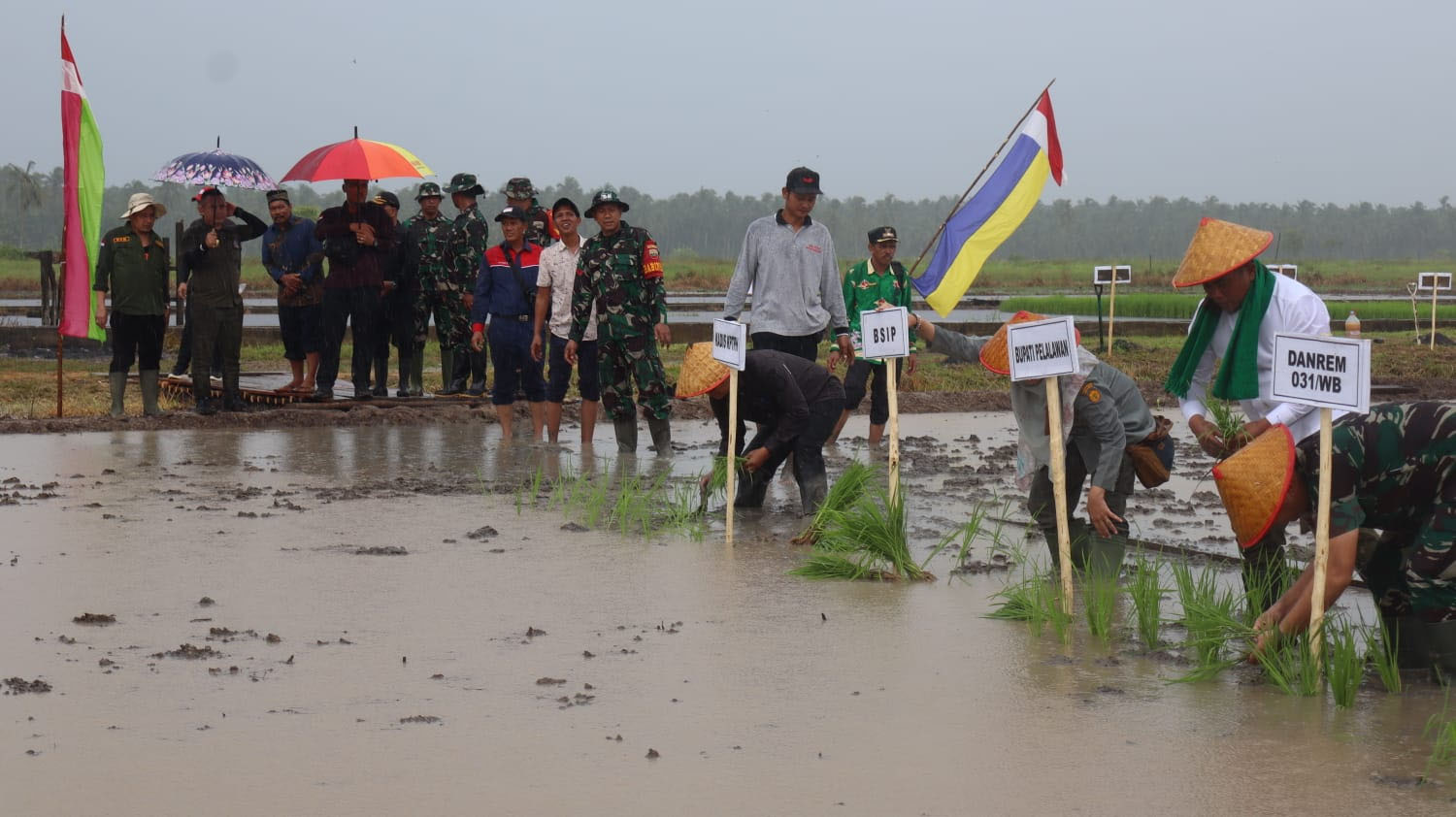 Danrem 031/WB Brigjen TNI Dany Raksa Andalasawan bersama Kadis Pertanian Riau Ir Syahfalefi menghadiri penanam padi perdana IP 200 di Desa Sungai Solok, Kecamatan Kuala Kampar, Kabupaten Pelalawan.