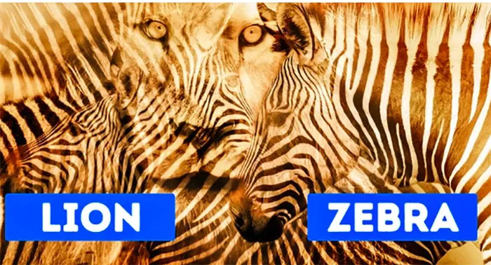 Ilustrasi singa dan zebra
