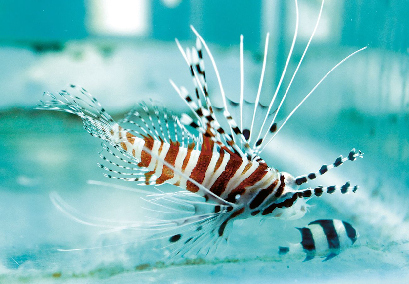 Lionfish Niles memiliki sirip seperti duri yang berbeda dengan ikan pada umumnya. Ukuran mulutnya bisa membesar lima kali ukuran normal ketika makan.