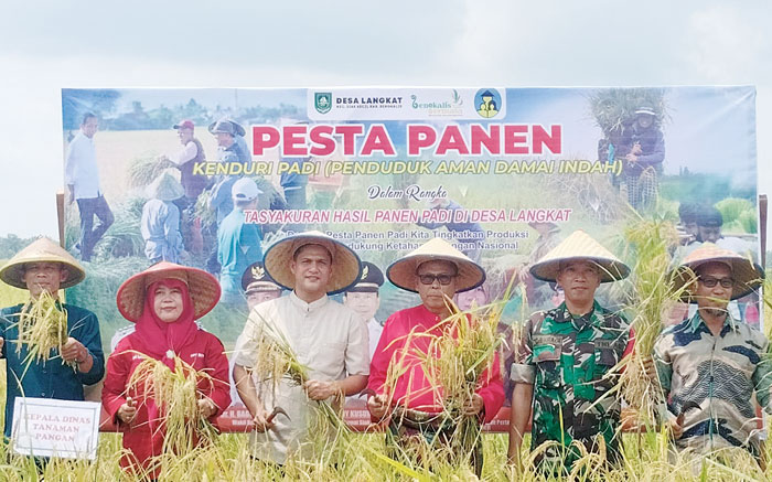 Gapoktan Sri Wedana Desa Langkat menggelar pesta panen padi sekaligus syukuran di lokasi sawah Dusun Sido Mukti Desa Langkat, Kecamatan Siak Kecil, Bengkalis, Ahad (19/5