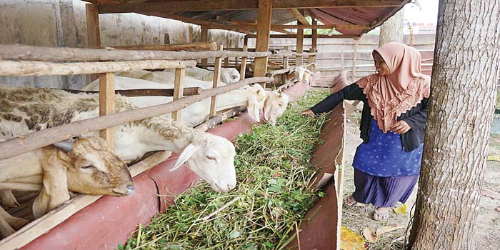 Pedagang hewan kurban memberi makan kambing dagangannya di Jalan Melati, Kecamatan Binawidya, Selasa (21/5/2024).