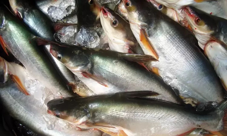 Ikan patin.