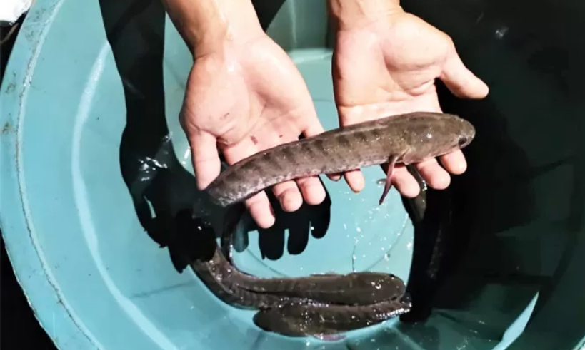 IKAN GABUS