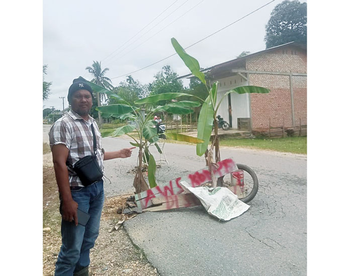 Warga Kuntu Kecamatan Kamparkiri menanam pohon pisang di jalan rusak, Kamis (30/5/2024).