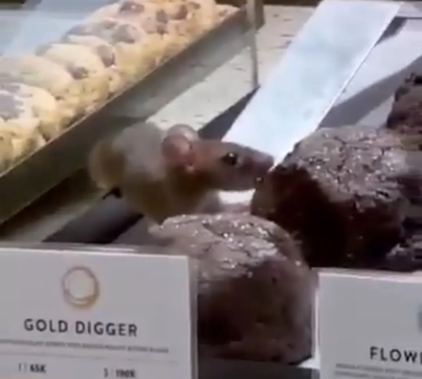 viral di media sosial seekor tikus menggerogoti salah satu kue yang ada di display toko kue Dough Lab Artisanal Cookies di area Pantai Indah Kapuk (PIK) Avenue, Jakarta.