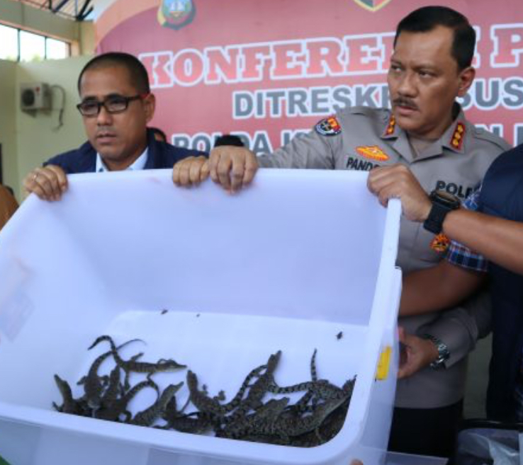 Barang bukti puluhan buaya yang akan diselundupkan saat ekspos di Mapolda Kepri, Kamis (30/5).