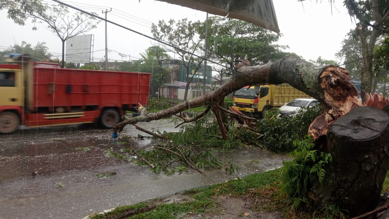 Pohon pelindung di Jalan Arifin Ahmad Kecamatan Marpoyan Damai tumbang dan menyebabkan kemacetan panjang di jalan protokol, Selasa (4/6/2024).