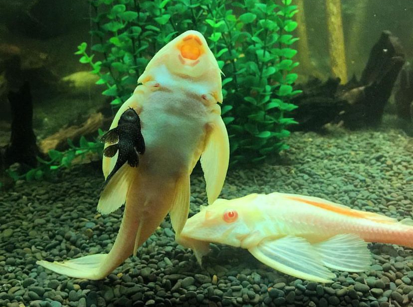 Gibbiceps termasuk pleco yang tergolong ramah sehingga cocok digabung degnan ikan lain di akuarium yang sama.