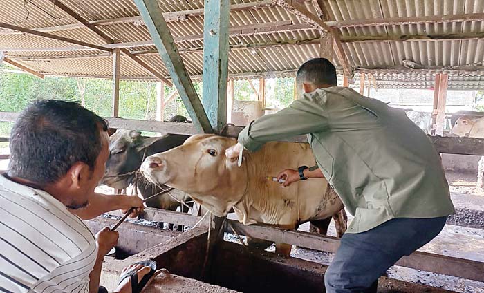 Petugas kesehatan hewan memberikan suntikan vaksin kepada hewan kurban di tempat pengumpul di Dumai, Kamis (6/6/2024).