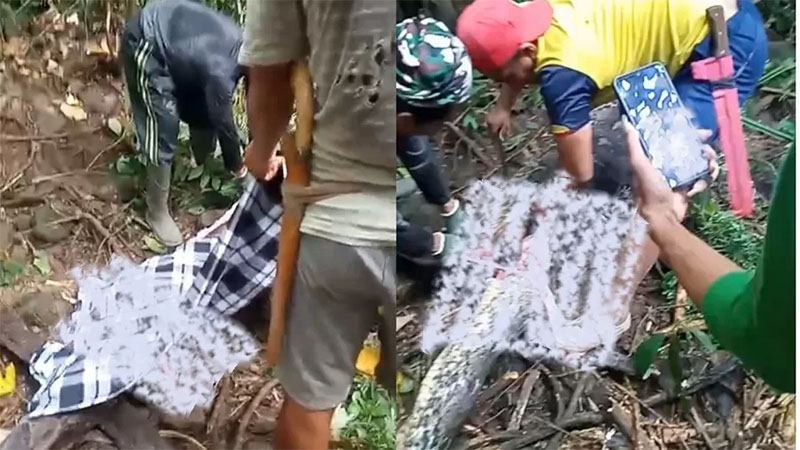 Kronologi wanita dimakan ular di Sidrap, Sulawesi Selatan