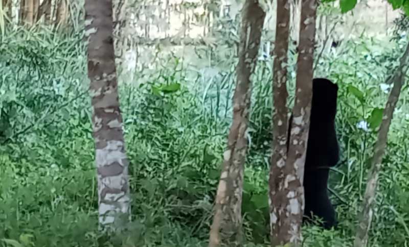 Seekor beruang madu muncul  di bela&shy;kang Kantor Bupati Rohul, Kompleks Perkantoran Bina Praja Pemda Rohul, Jumat (14/6/2024).