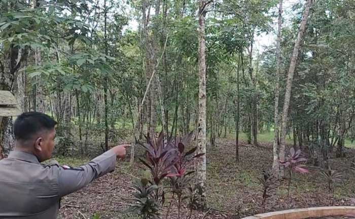 Petugas menunjuk lokasi terlihatnya beruang madu di Hutan Kota Pasir Pengarayan.