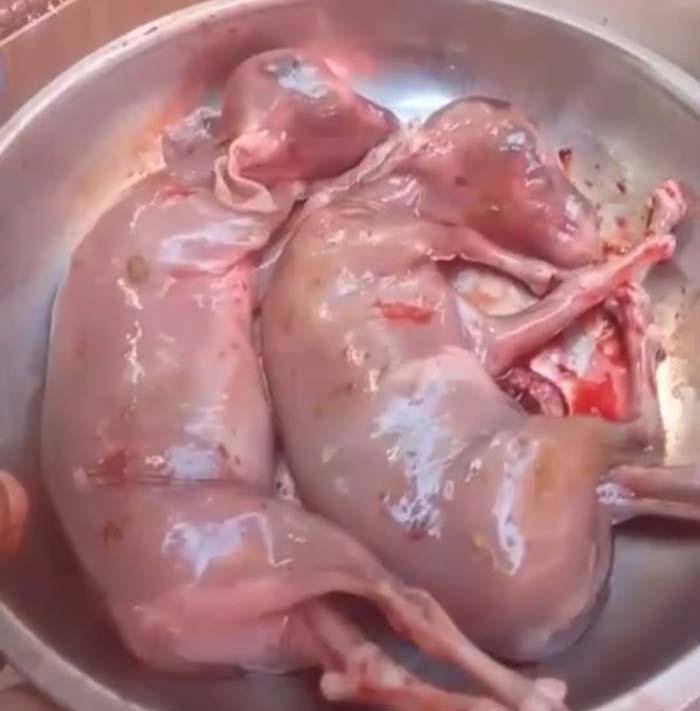 Sepasang janin sapi ditemukan dari perut sapi saat penyembelihan hewan kurban di Masjid At-Taubah, Perumahan Athaya I, Kelurahan Bina Widya, Kota Pekanbaru, Senin (17/6/2024).