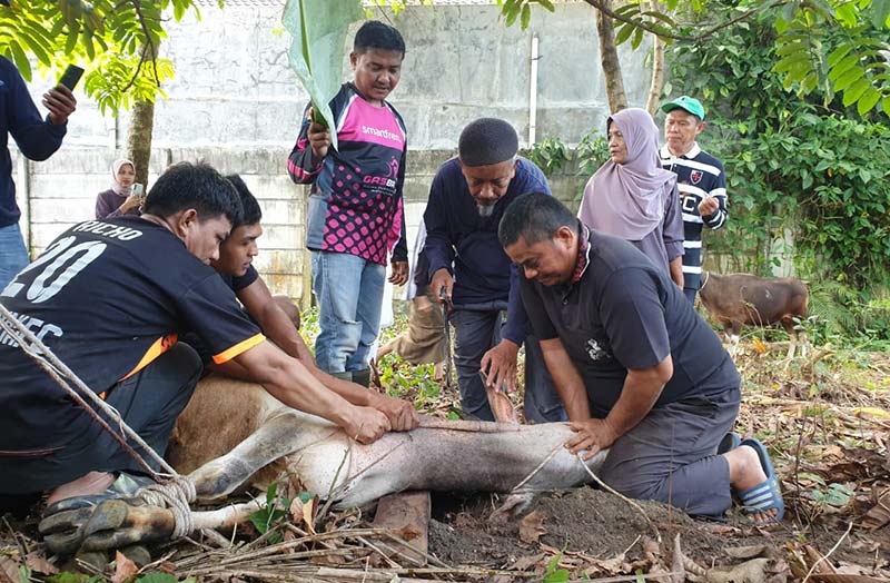 Pemotongan hewan kurban dengan menggunakan standar GSB di lingkungan Masjid Masyithah, Jalan Harapan Baru, Kecamatan Tangkerang Labuai, Bukitraya, Senin (17/6/2024).