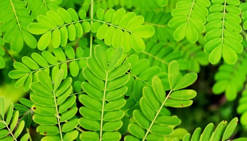 Rosary Pea atau daun saga adalah salah satu jenis tanaman polong dengan ciri-ciri daun berbentuk kecil, majemuk dan bersirip ganjil.