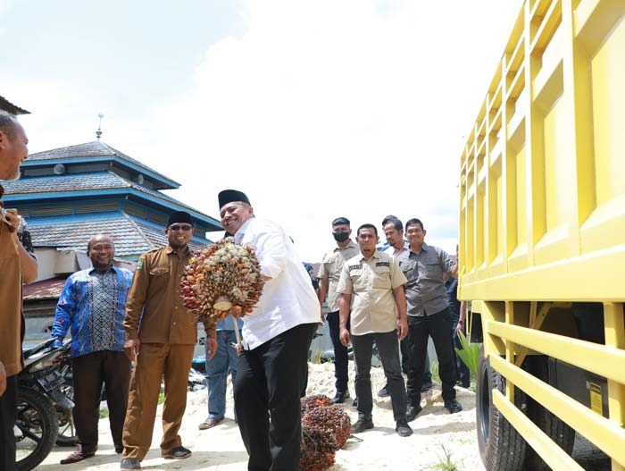 Bupati Siak Alfedri mencoba mengangkat TBS ke dalam dump truk saat syukuran di KUD Karya Dharma III Kampung Keranji Guguh, Kecamatan Koto Gasib, Siak, Selasa (2/7/2024).