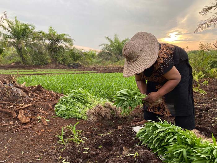 Sejak tahun 2020 Kilang Pertamina Unit Sungai Pakning telah berhasil menyulap lahan dampak karhutla seluas 2 hektare di Desa Batang Duku.