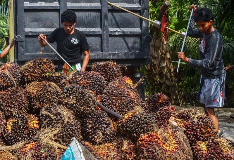Petani mengangkut TBS sawit ke dalam truk usai panen di kebun sawit Jalan SM Amin, Pekanbaru, beberapa waktu lalu.