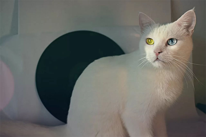 Kucing putih.