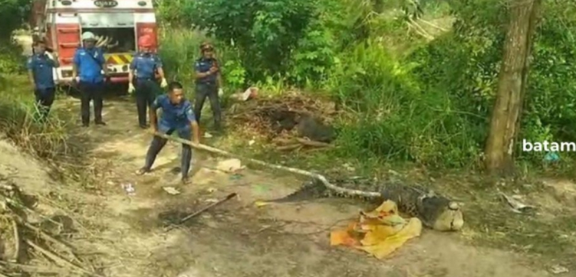 Petugas Damkar berusaha menangkap buaya sepanjang 3,5 meter yang tersangkut di alat pancing warga di tepian kolam bekas galian pasir .