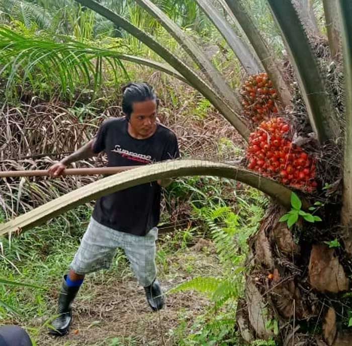 Seorang pekerja sedang memanen buah sawit. Harga TBS Sawit di Riau pekan ini naik.