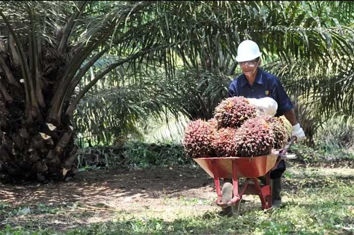 Pekerja mengangkut buah sawit.