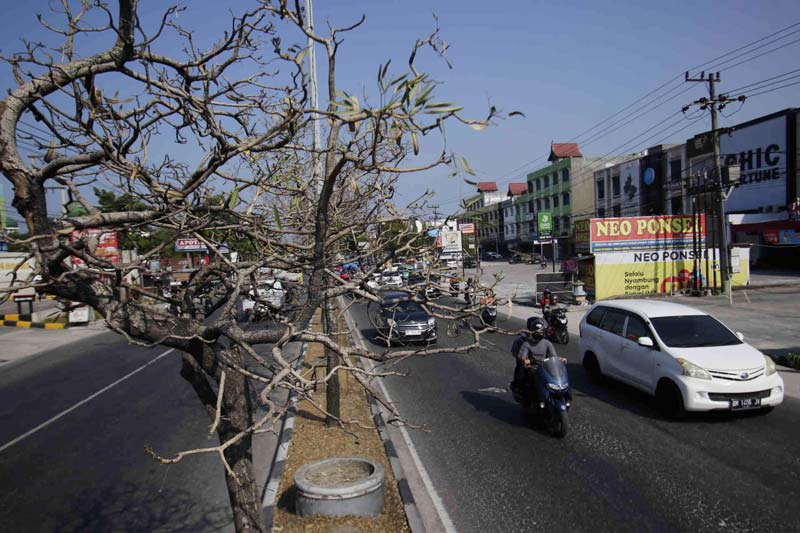 Kondisi pohon pelindung yang mati akibat cuaca panas di Jalan HR Soebrantas, Pekanbaru, Selasa (30/7/2024).