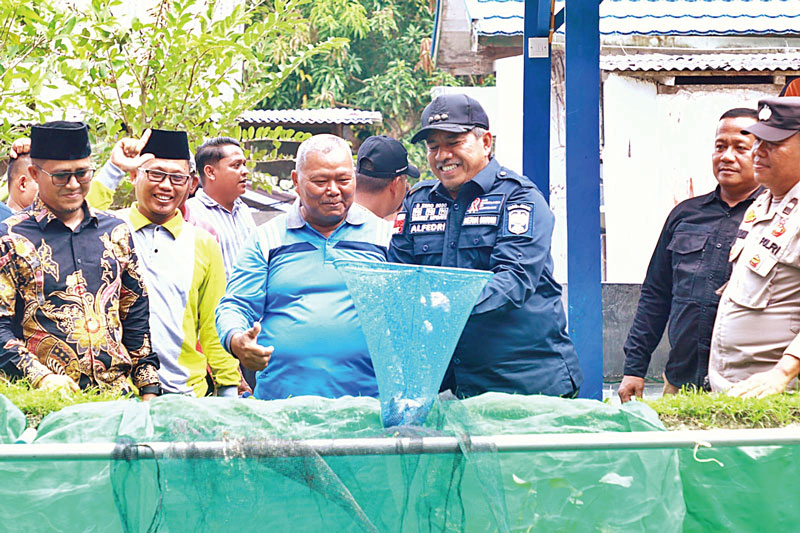 MENANGGUK IKAN: Bupati Siak Alfedri menangguk ikan lele di kolam saat panen perdana di Kampung Sawit Permai, Kecamatan Dayun, Ahad (11/8/2024).