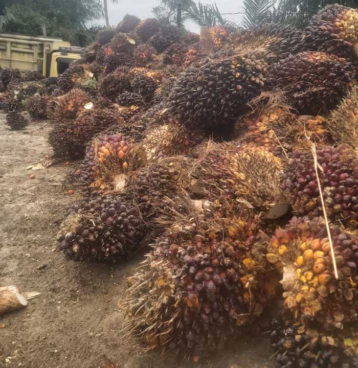 TBS sawit petani asal Minas dikumpulkan sebelum diangkut ke pabrik pengolahan sawit di Siak.