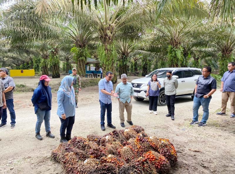 Deputi Bidang Koordinasi Pangan dan Agribisnis Kementerian Koordinator Perekonomian RI, Dida Gardera, saat mengunjungi Kebun Sungai Pagar PTPN IV Regional II