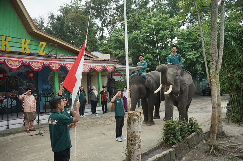 Sepasang  Gajah dilibatkan saat upacara bendera HUT ke-79 Kemerdekaan Republik Indonesia di Kebun Binatang Kasang Kulim, Kampar, Riau, Sabtu (17/8/2024).