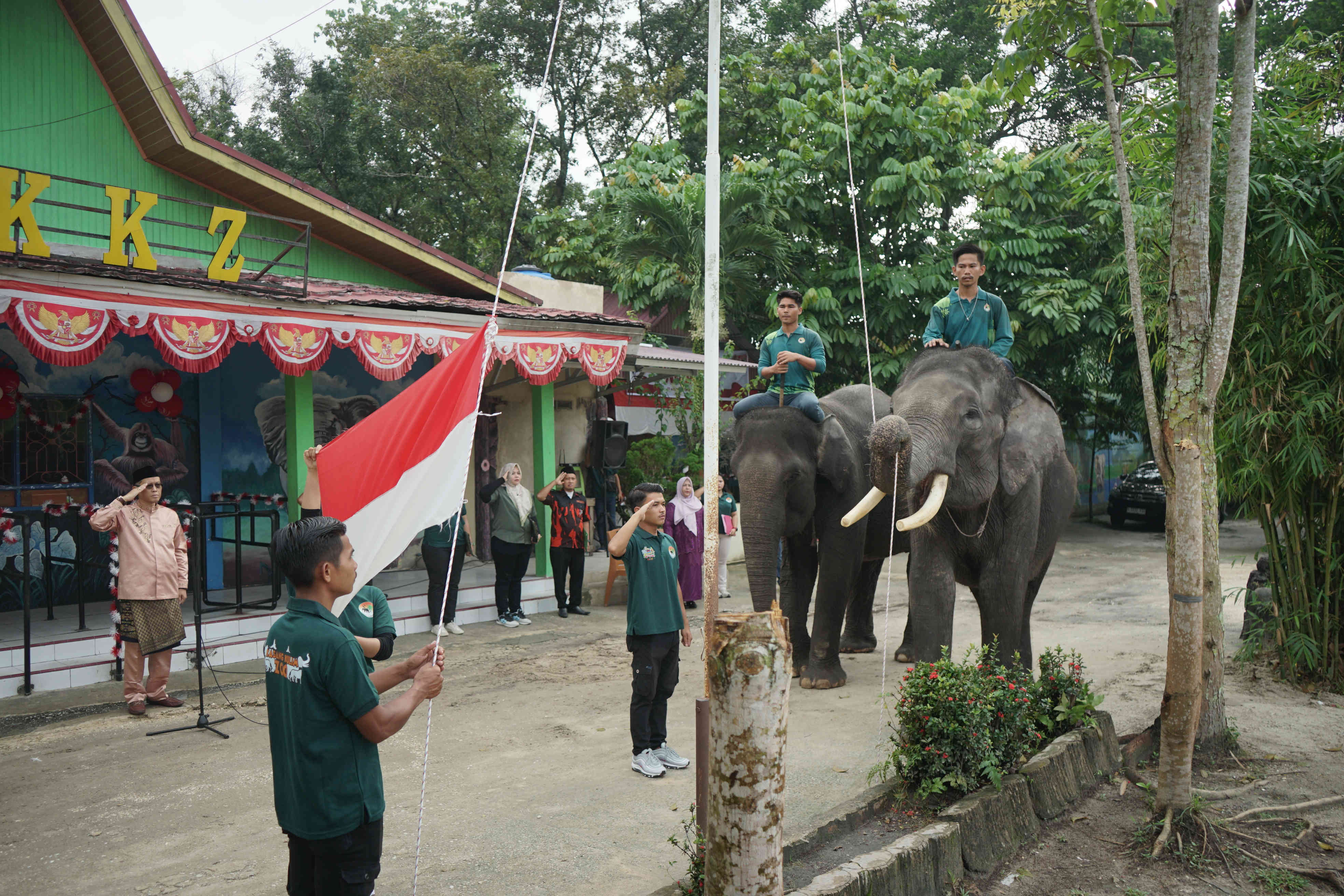 Sepasang  Gajah Sumatera dilibatkan saat upacara bendera dalam rangka  HUT ke-79 Kemerdekaan Republik Indonesia di Halaman Kebun Binatang Kasang Kulim, Kampar, Riau, Sabtu (17/8/2024).