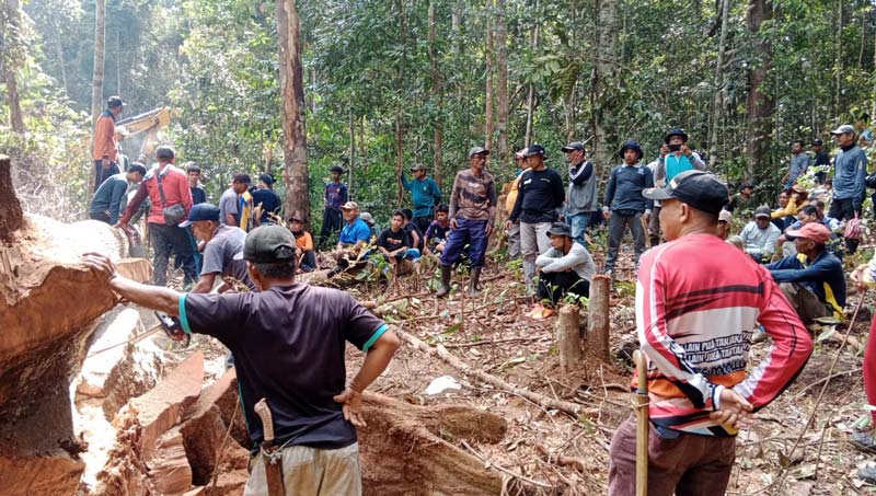Prosesi Maelo Jalur yang dilakukan masyarakat Desa Kampung Baru Sentajo, Kecamatan Sentajo Raya, Kuansing, dengan menggunakan alat berat, baru-baru ini.